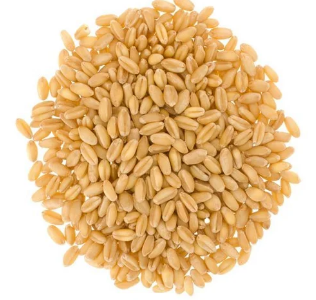 Soft Wheat1 Soft Wheat1
