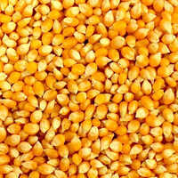 Yellow-Corn Yellow-Corn
