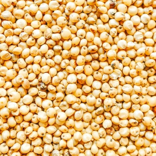 how-to-cook-sorghum-vert-500x500 how-to-cook-sorghum-vert-500x500